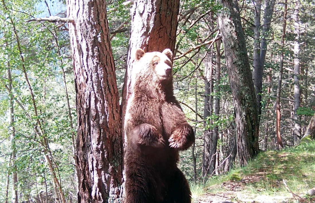 Exemplar d’os fotografiat durant el maig del 2023 al Pallars Sobirà, a la zona del bosc negre.