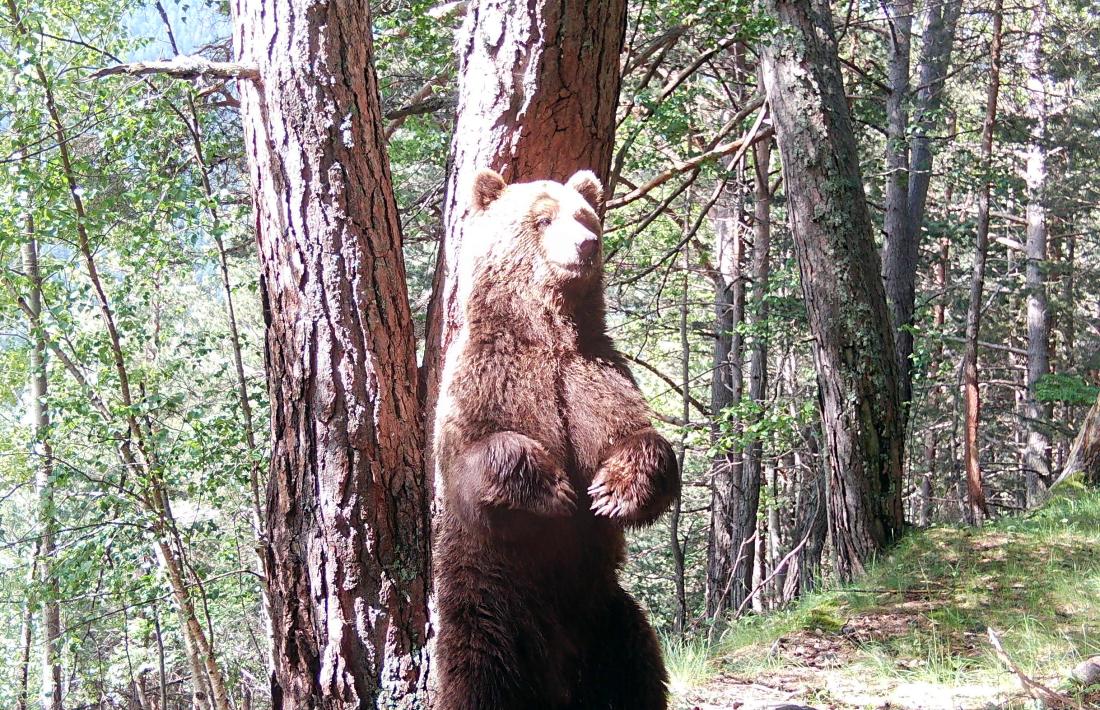 Exemplar d’os fotografiat durant el maig del 2023 al Pallars Sobirà, a la zona del bosc negre.