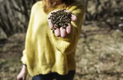 p._30_girasol_blanco_-_facundo_santana