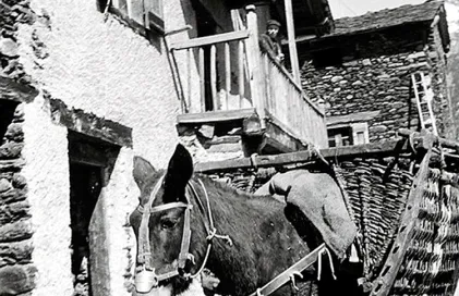 1916-fl_0017.jpg.iieu2jq5muanaa