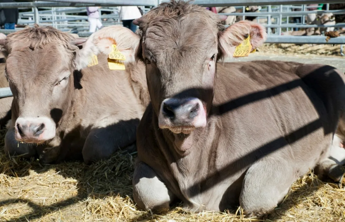 Els ajuts es fan per promoure el benestar animal.