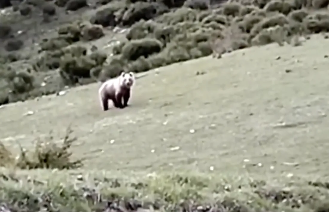 L’os vist ahir a la Vall Ferrera, a tocar d’Andorra.
