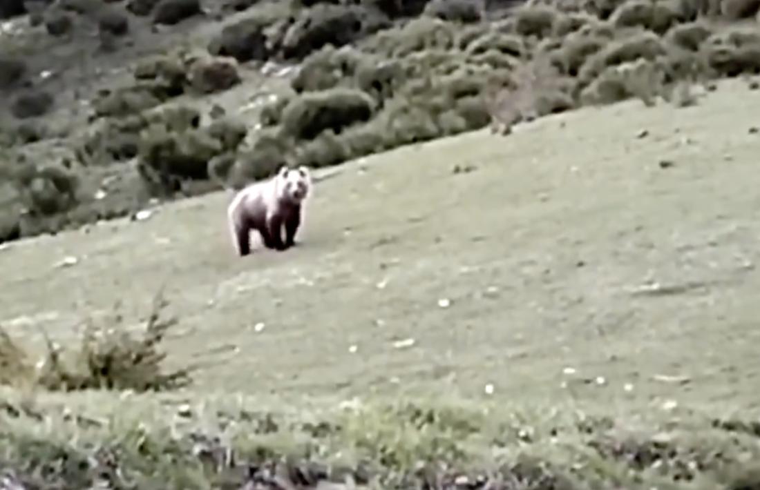L’os vist ahir a la Vall Ferrera, a tocar d’Andorra.