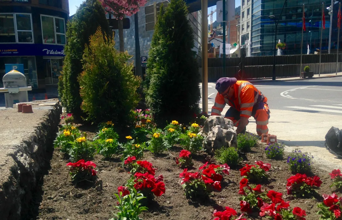 La Massana es vesteix amb 15.000 geranis i més flors