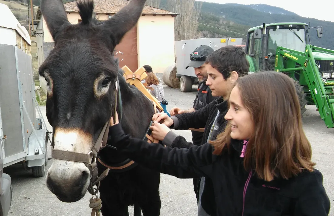 Una ruta dóna la possibilitat de portar un ruc català de traginer 