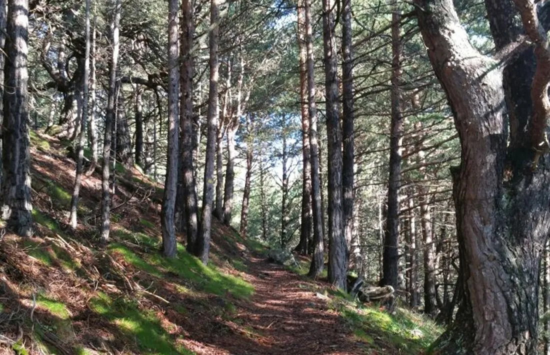 El Parc del Sorteny acull diumenge un 'bany de bosc' per celebrar el Dia Europeu dels Parcs