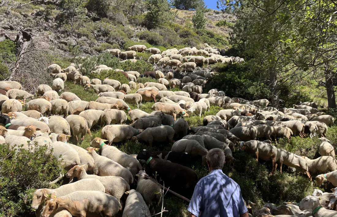 El ramat d’ovelles a la part baixa del serrat de l’Esmaligat.