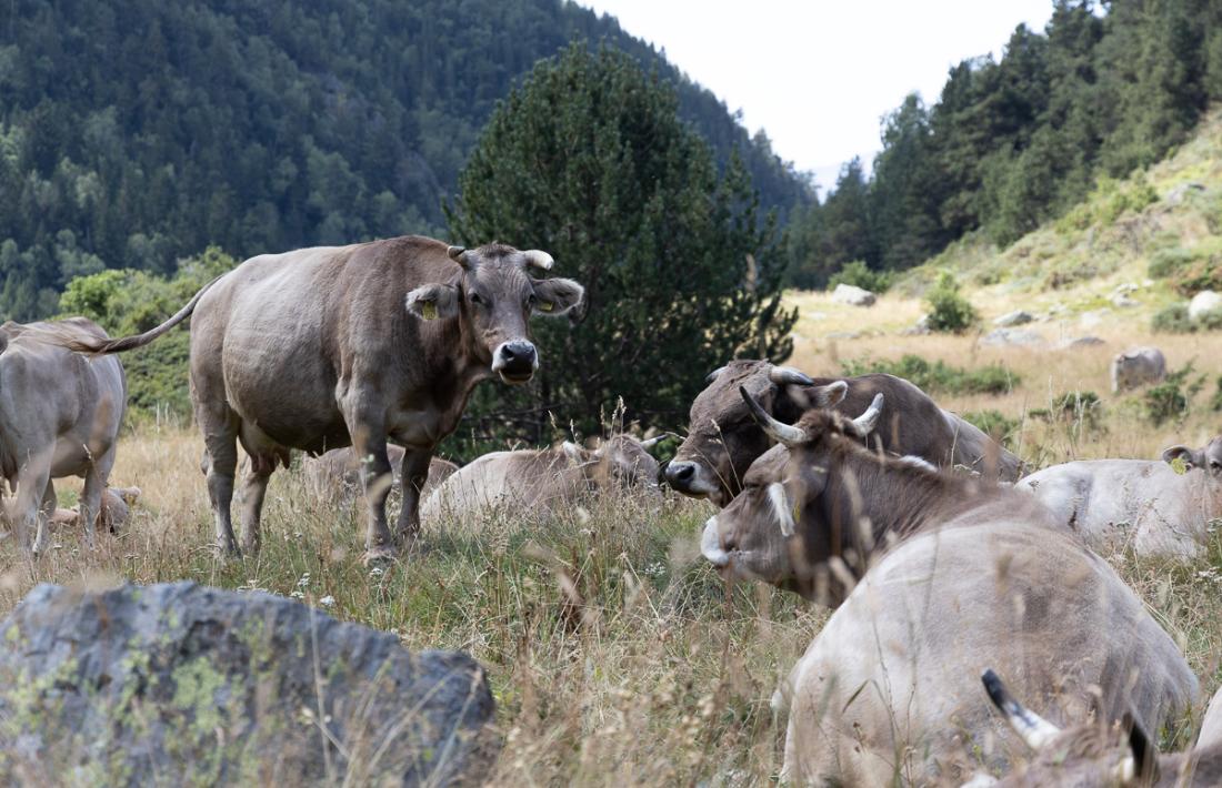 Les vaques en transhumància, aquest dilluns a la vall de Rialb, a Ordino.
