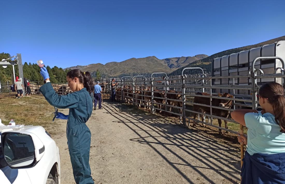 Una veterinària preparant la vacuna amb els animals esperant a la mànega.