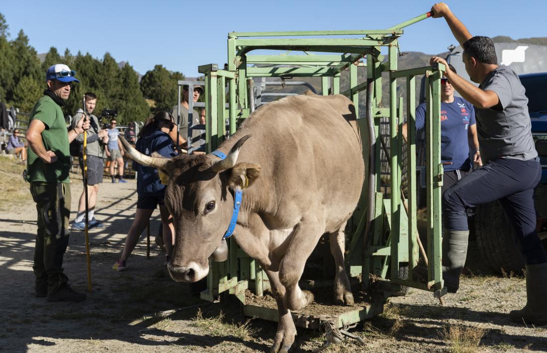 Els animals sortint de la mànega.