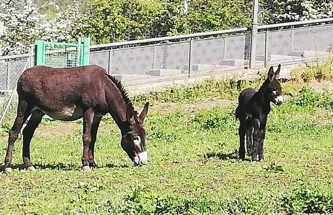 Mare i filla, la Fina i la Neula, pasturen tranquil·les per la zona d’Anserall.