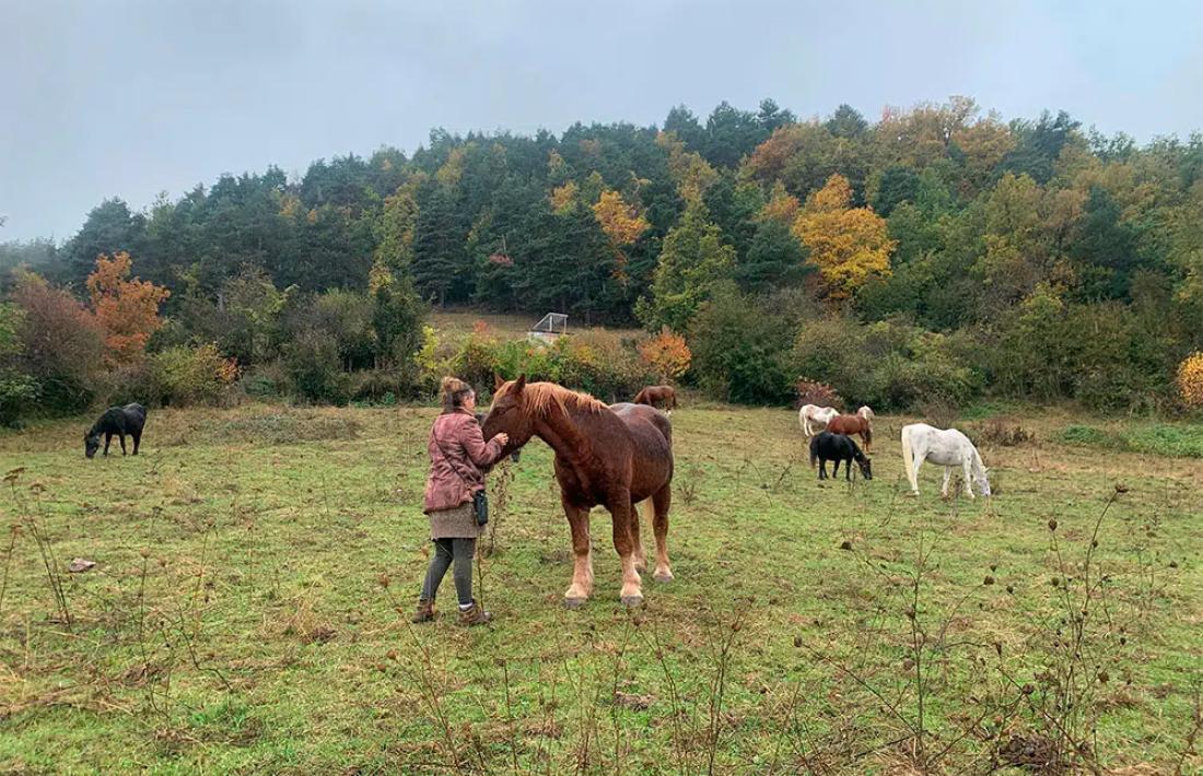 La Fundació Miranda disposa d’espais a l’Alt Urgell, on pasturen part dels animals rescatats. 