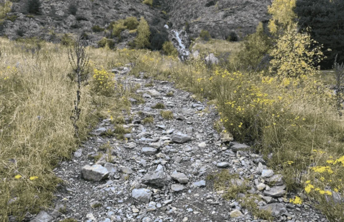 Un camí de muntanya amb seneci del Cap.