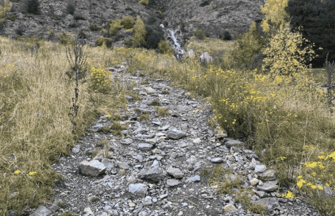 Un camí de muntanya amb seneci del Cap.