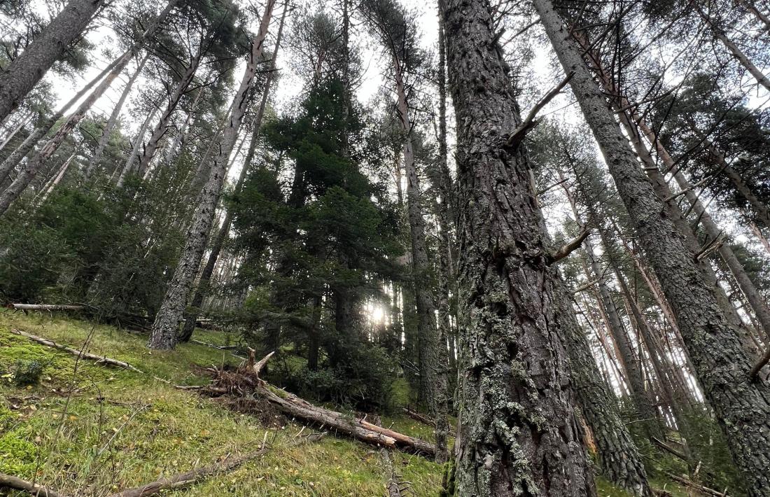 Un bosc on s’han deixat troncs morts per afavorir la biodiversitat.