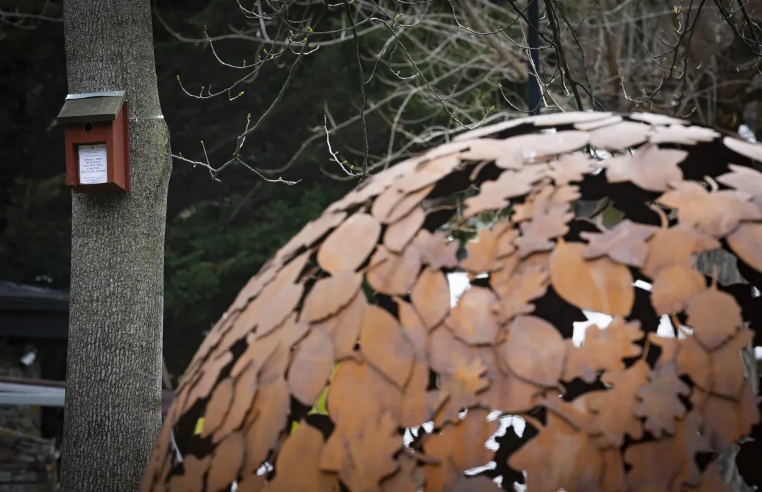 Una de les caixa niu instal·lades al Parc Central.