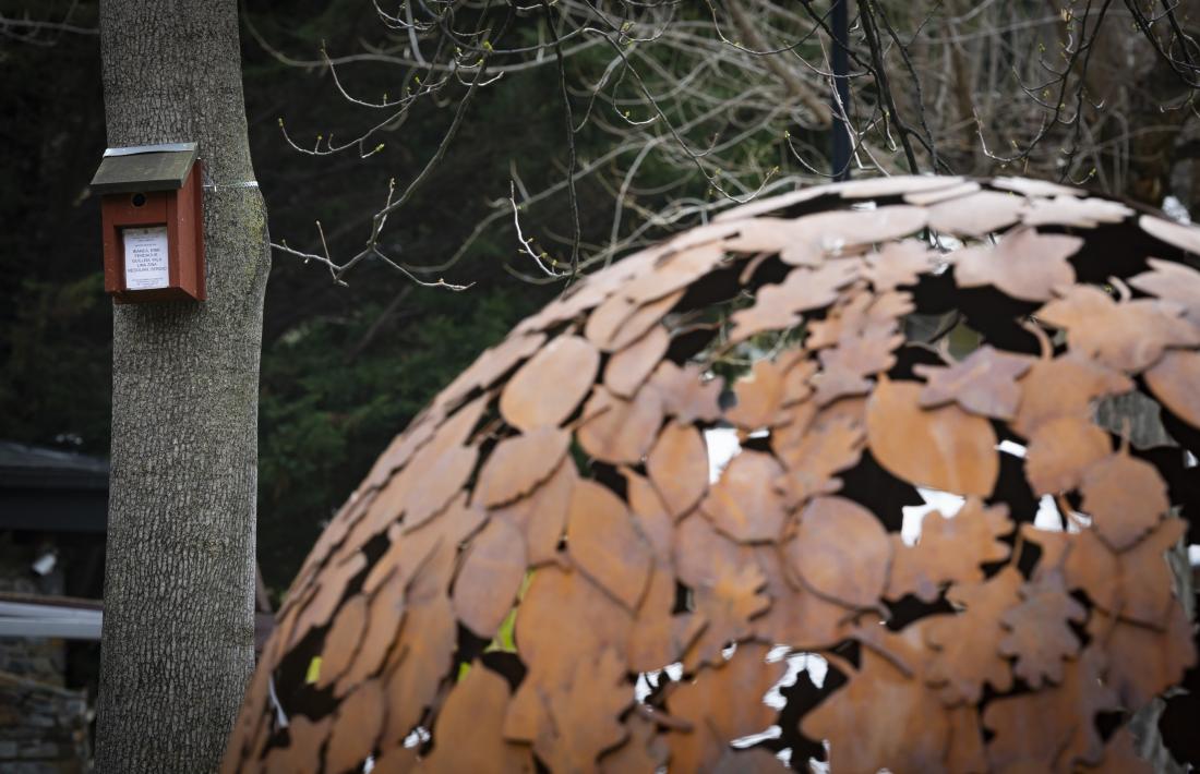 Una de les caixa niu instal·lades al Parc Central.
