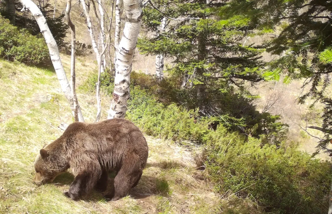 Un dels exemplars d'os bru que viu al Pirineu.