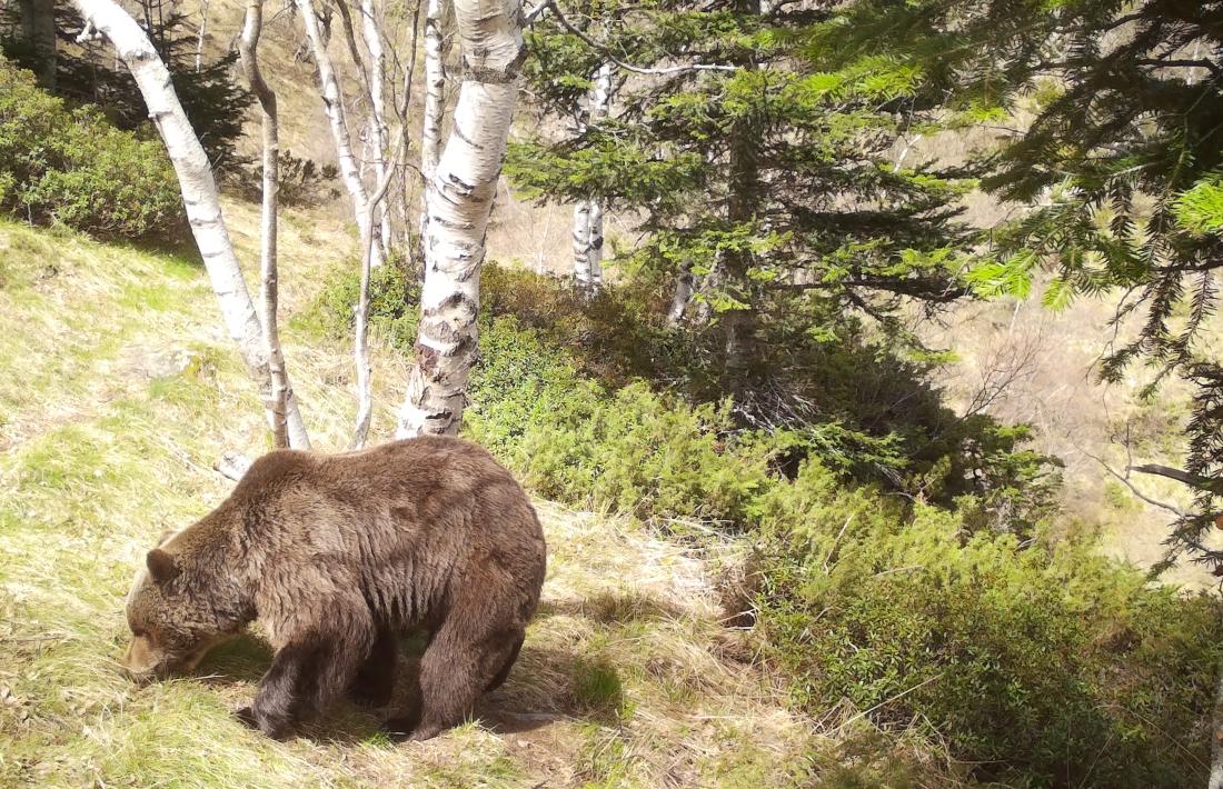 Un dels exemplars d'os bru que viu al Pirineu.
