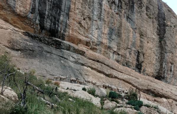 p. 16 PIRINEUS ovelles