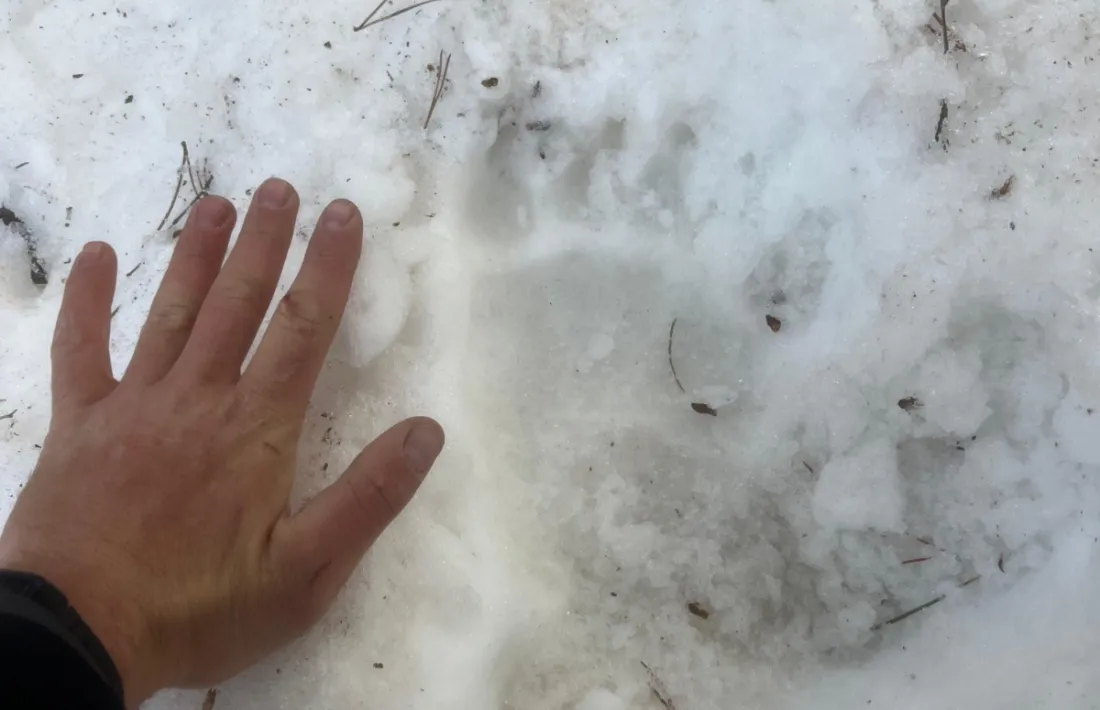 La petjada d'os trobada pels banders.