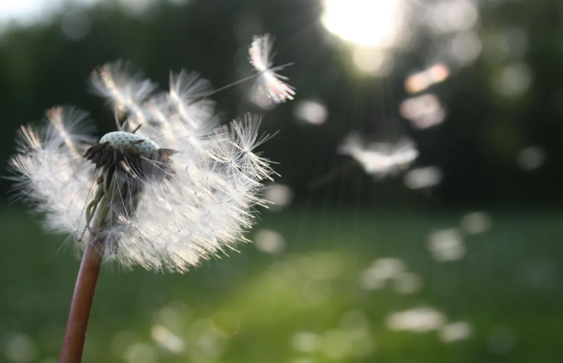 Les pluges han afavorit la producció de pol·len.