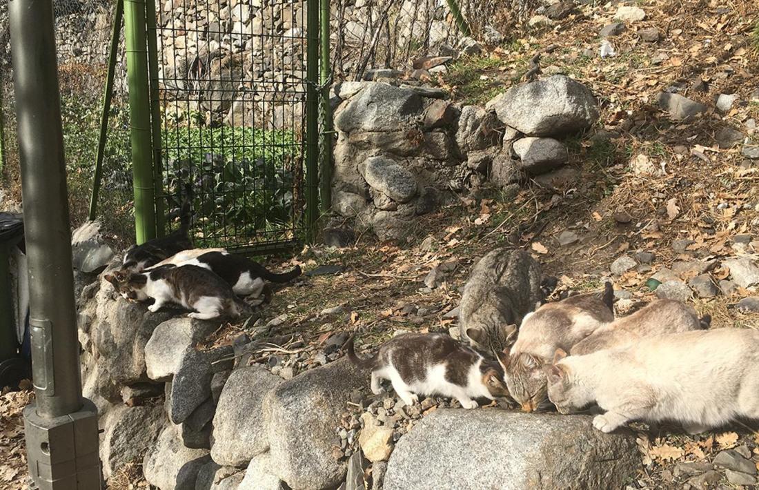 Gats d’una colònia alimentant-se amb el menjar que els hi han fet arribar.