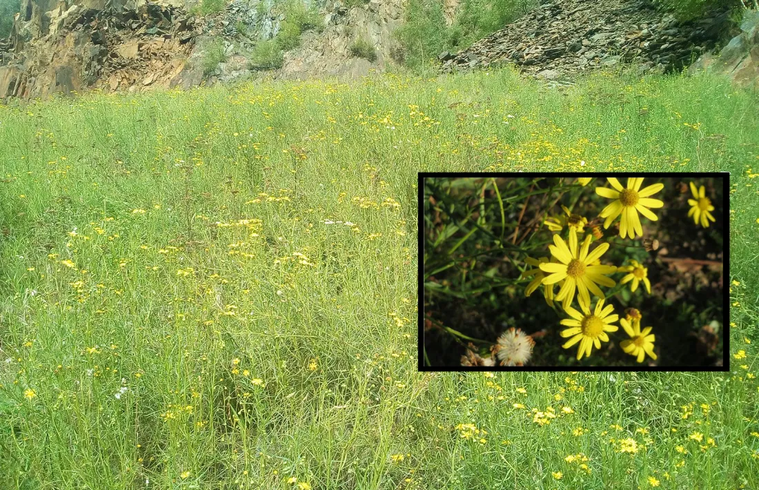 El seneci del Cap és la planta invasora més estesa al país, i cada cop es troba en més punts.