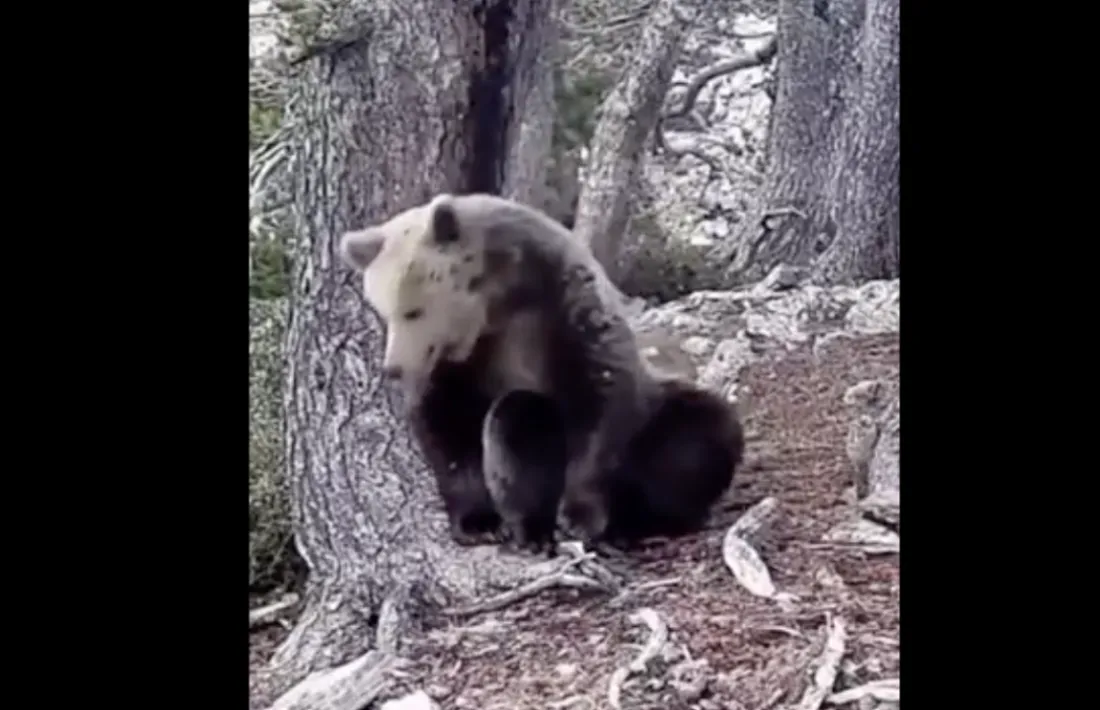 Un moment del vídeo de l'os bru publicat a les xarxes socials pels banders.