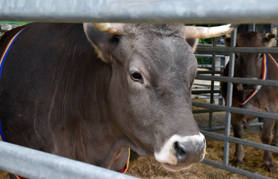 Una explotació ramadera.