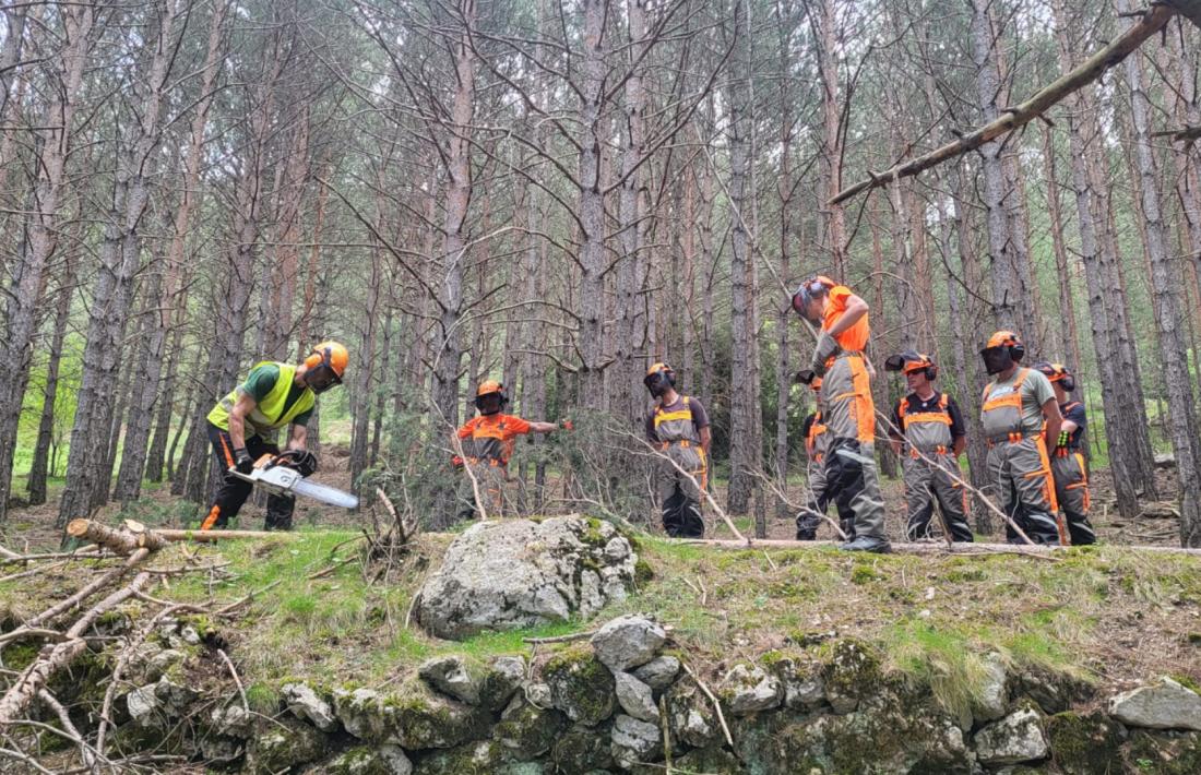 Els programes de gestió forestal són un dels gruixos de l’activitat de la fundació. 