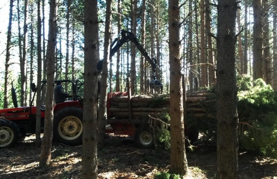 Treballs forestals a la parròquia d'Encamp.