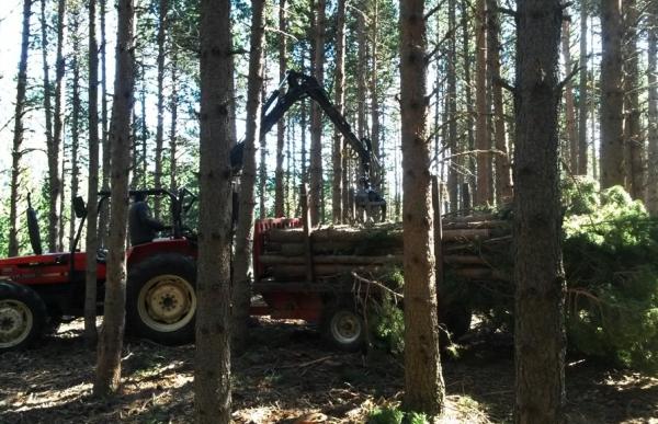 Treballs forestal @ComuEncamp (1)