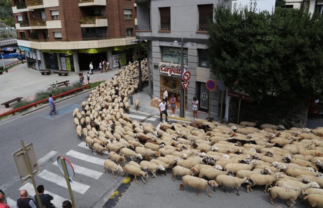 Ovelles fent la transhumància a Sant Julià de Lòria.