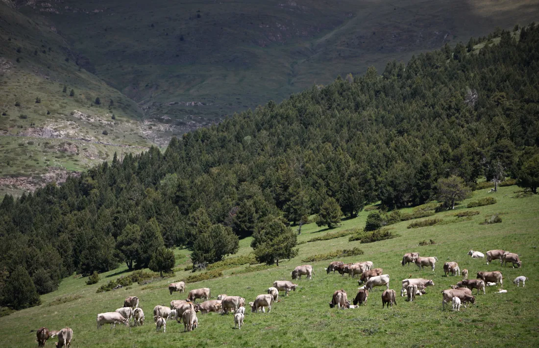 Un ramat de vaques.