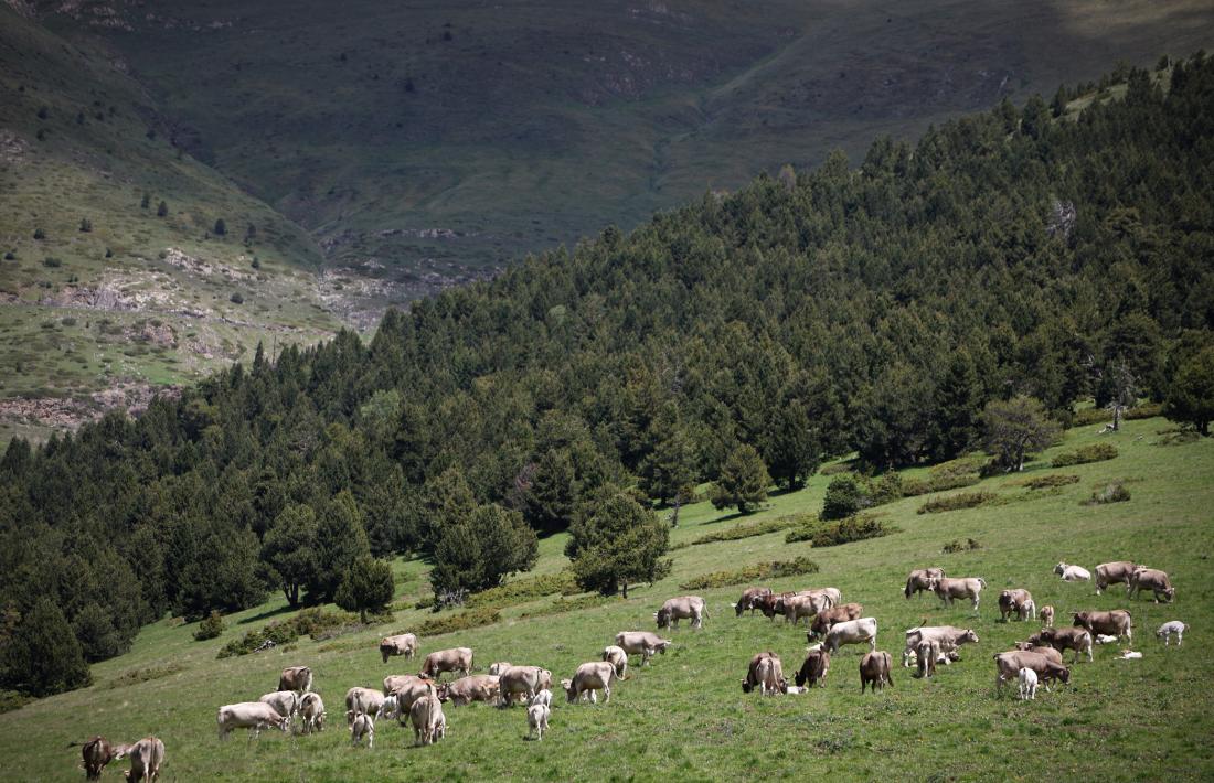 Un ramat de vaques.