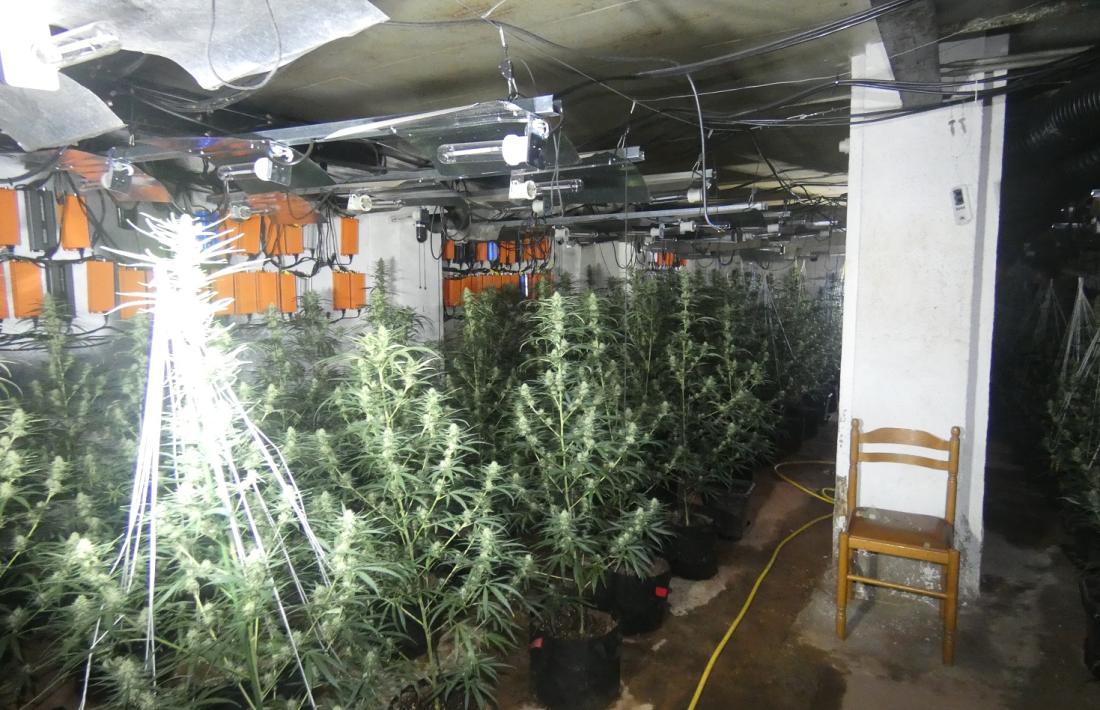 La plantació de marihuana a l'interior de l'antic prostíbul.