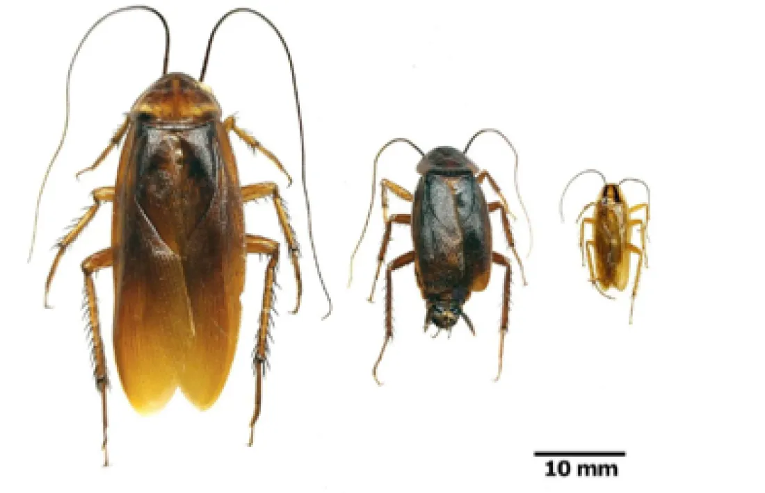 Les classes de panerola.