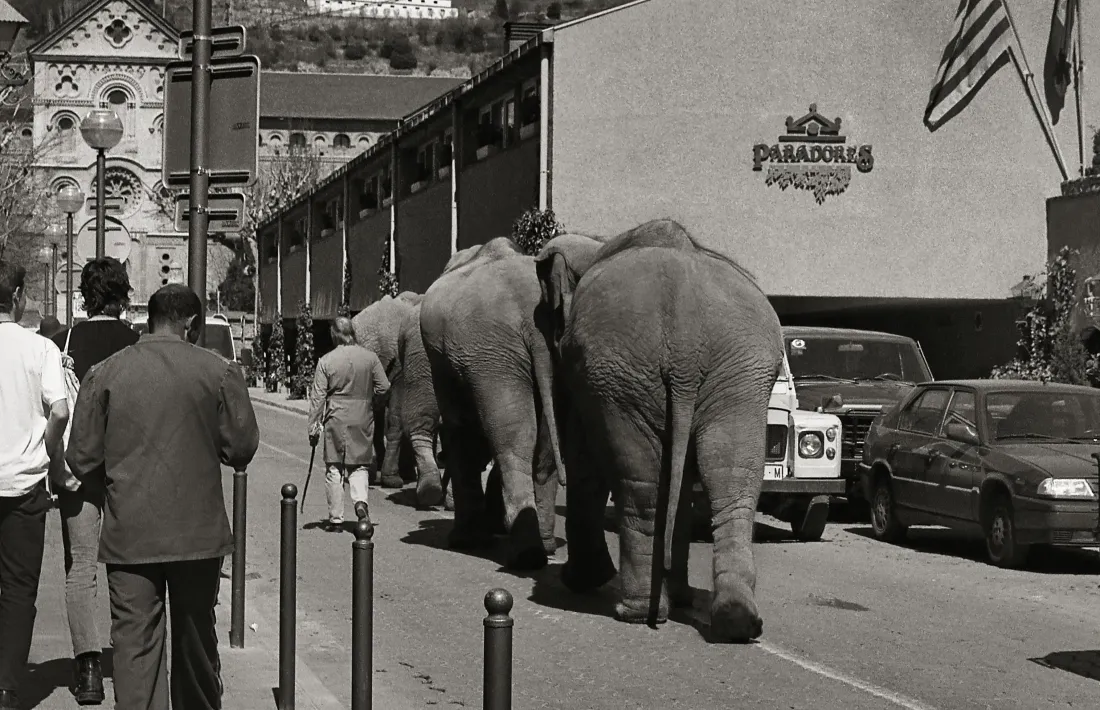 Elefants d’un circ davant del Parador de Turisme de la Seu d’Urgell. 
