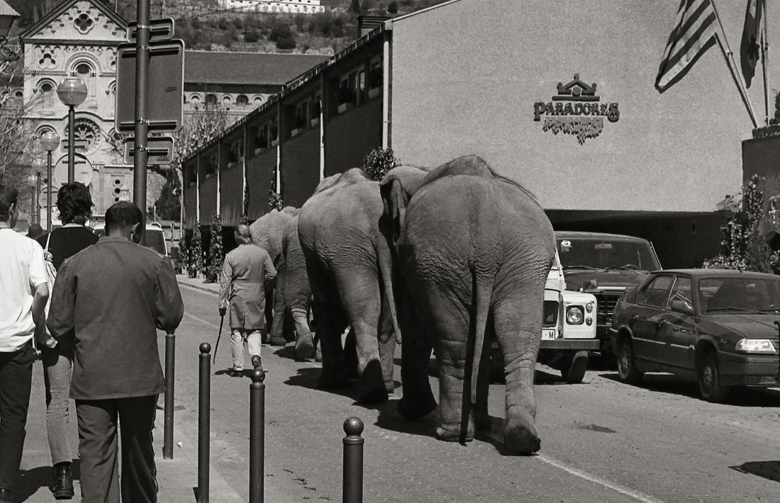 Elefants d’un circ davant del Parador de Turisme de la Seu d’Urgell. 