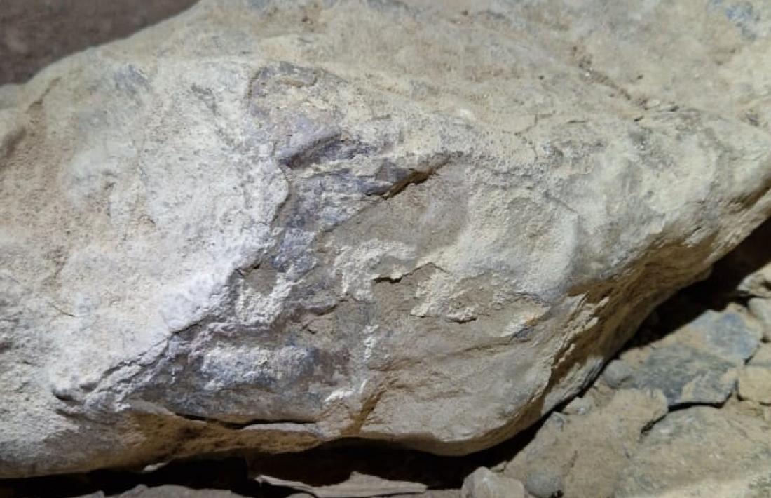 Algunes de les restes humanes localitzades en superfície: dos fragments de costella, una vèrtebra, i al fons, un húmer.