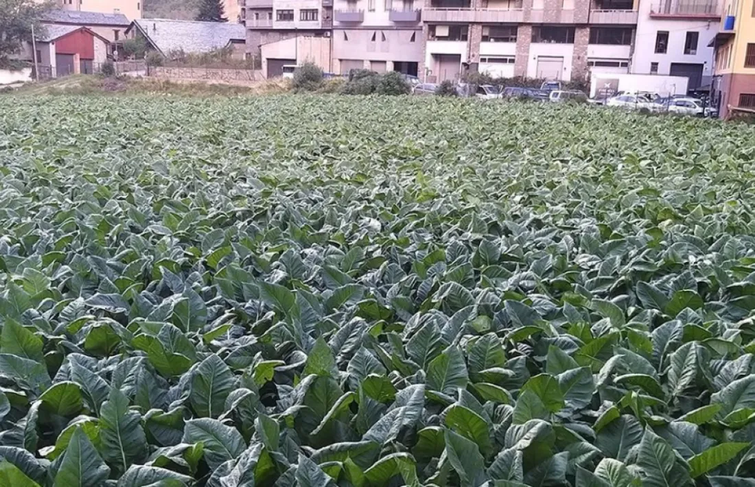 Un camp plantat de tabac a Andorra la Vella.