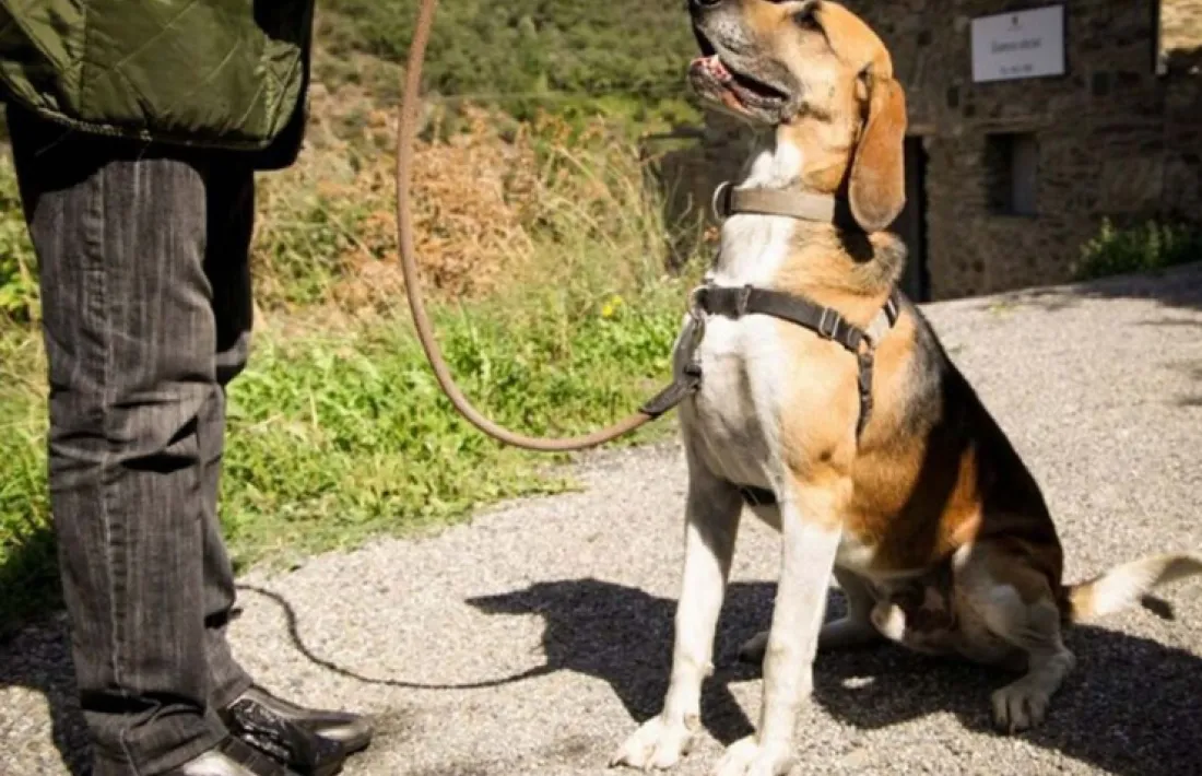 Hi ha 20 gossos en adopció i 17 en acollida.