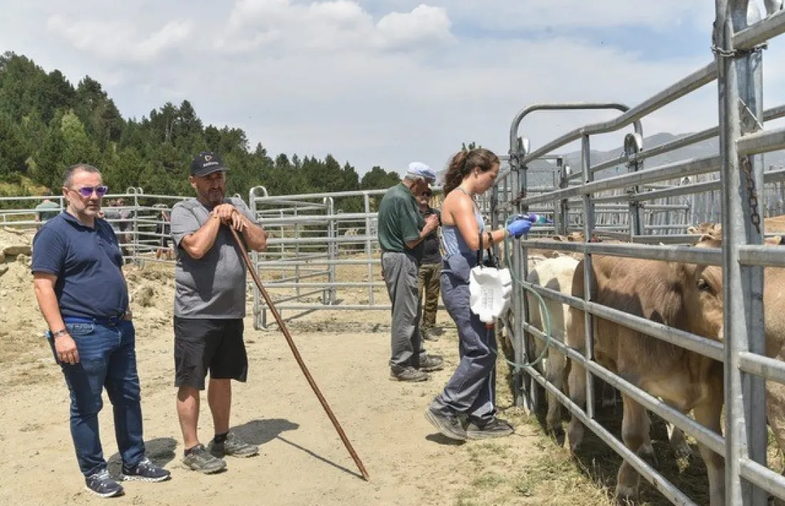 Una veterina`ria del ministeri vacunant el bestiar canillenc.