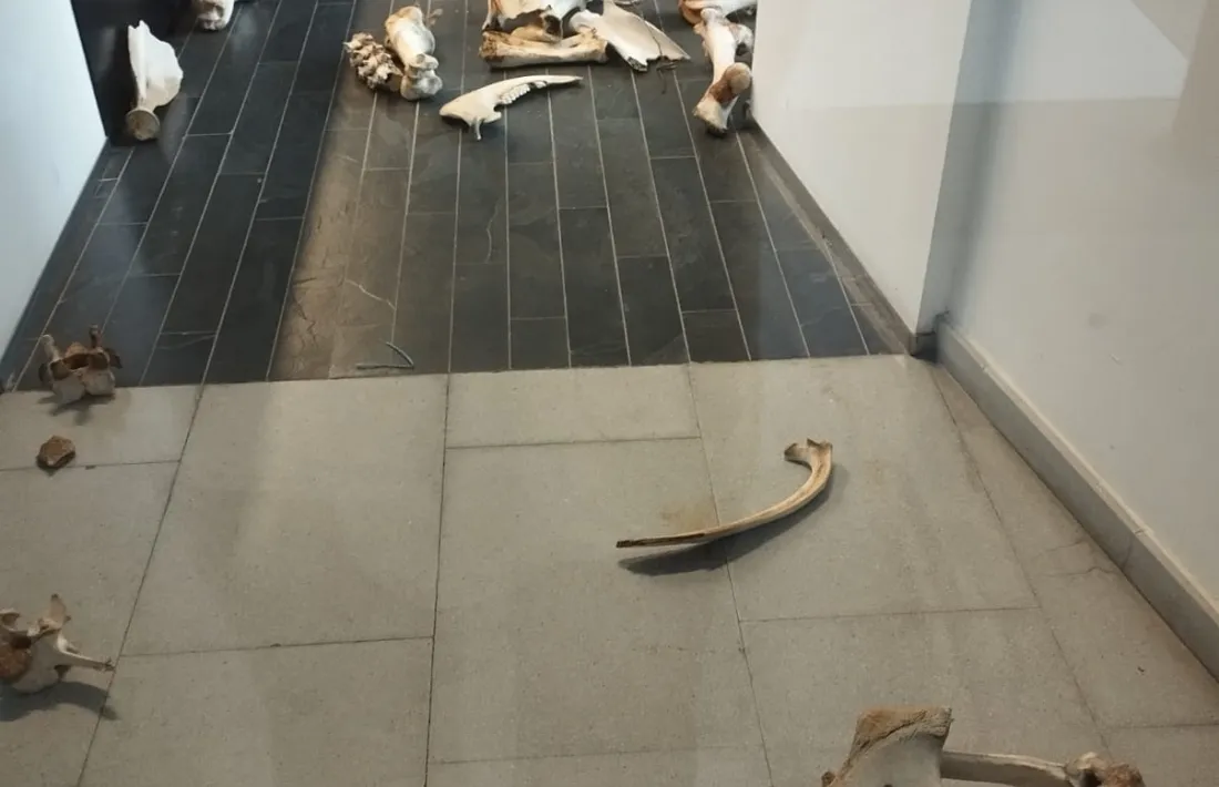 Els pagessos llençaven óssos d'animals a les dependències d'Agricultura.