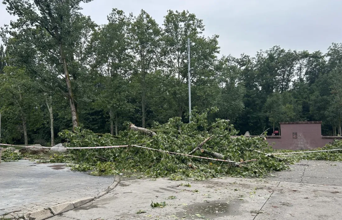     Arbres i branques eren una catifa per tota la ciutat. 