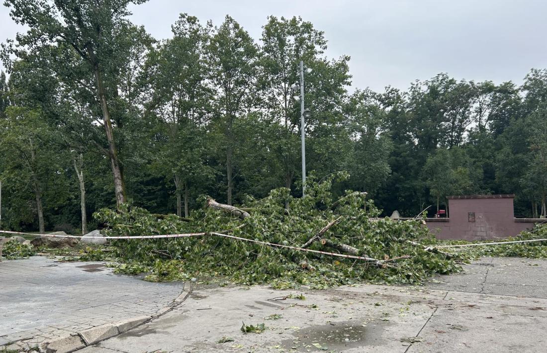     Arbres i branques eren una catifa per tota la ciutat. 