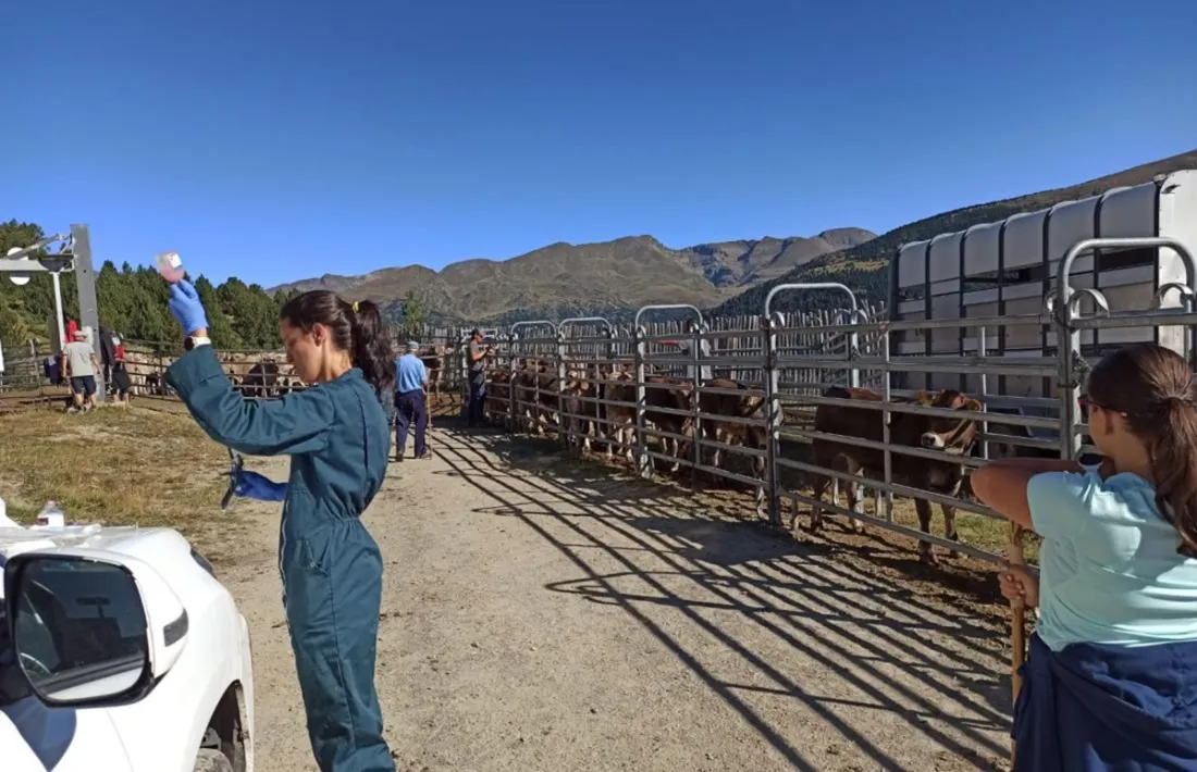 Una veterinària del Govern preparant una vacuna amb el ramat esperant entre les tanques.