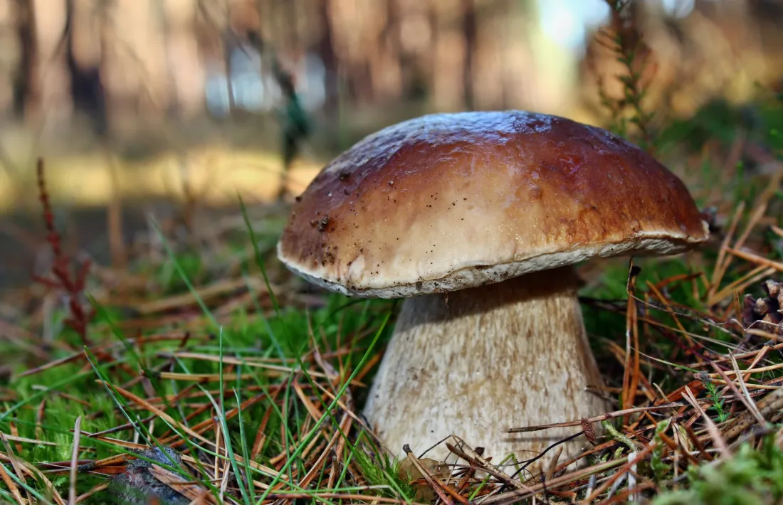 El cep està sent un dels bolets més afectats pel canvi climàtic.