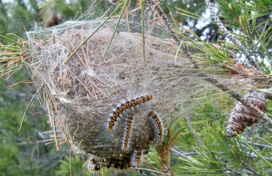 S'acturà sobre un 22% de l’hàbitat natural actual de la processionària al país.